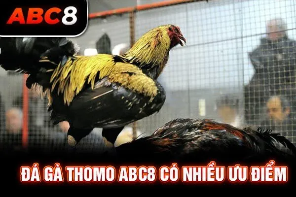 Đá gà Thomo ABC8 có nhiều ưu điểm Đá gà Thomo ABC8 có nhiều ưu điểm