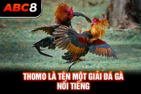 Thomo là tên một giải đá gà nổi tiếng Thomo là tên một giải đá gà nổi tiếng