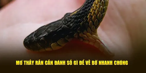 Các con số nằm mơ thấy rắn được tổng hợp dựa trên kinh nghiệm dân gian