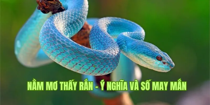 Nằm mơ thấy rắn