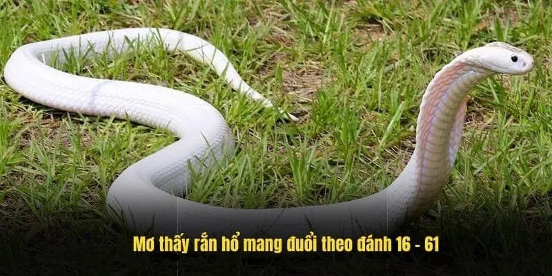 Rắn là biểu tượng quan trọng trong nhiều nền văn hóa